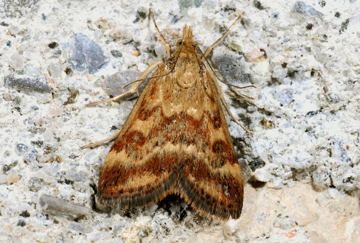 Crambidae 10 - Pyrausta despicata